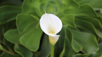 Calla Lily Curling Leaves