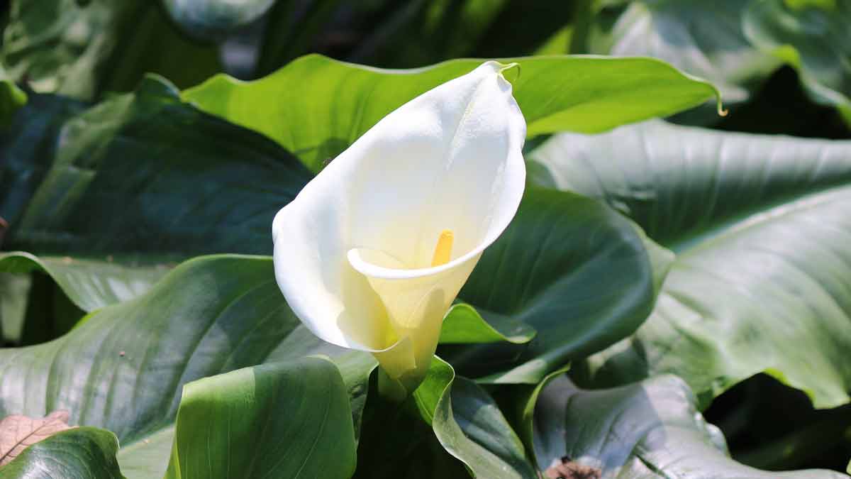 Why Are My Calla Lily Flowers Turning Brown