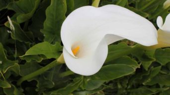 Calla Lily Yellow Leaves