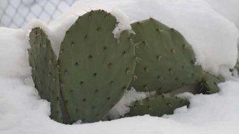 Cactus Living in Cold Weather