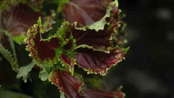 Growing Coleus in water