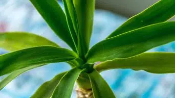 Growing Dracaena plans in water