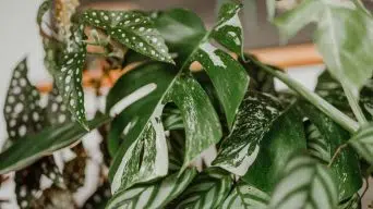 Making a Monstera Variegated