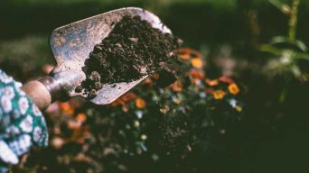 Using Garden Soil in Indoor Plants