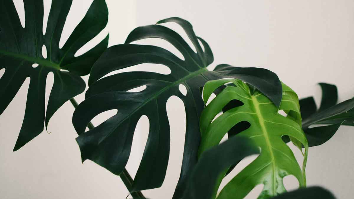 Can Monstera Live in Low Light