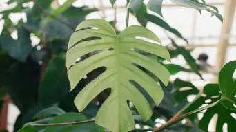 Monstera Plants Living Outside