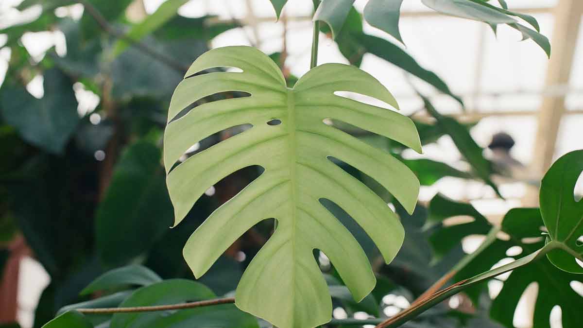 Can Monstera Live Outside
