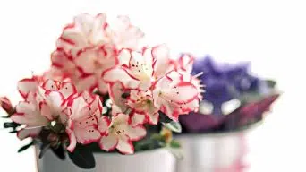 Growing Indoor Rhododendron Plants