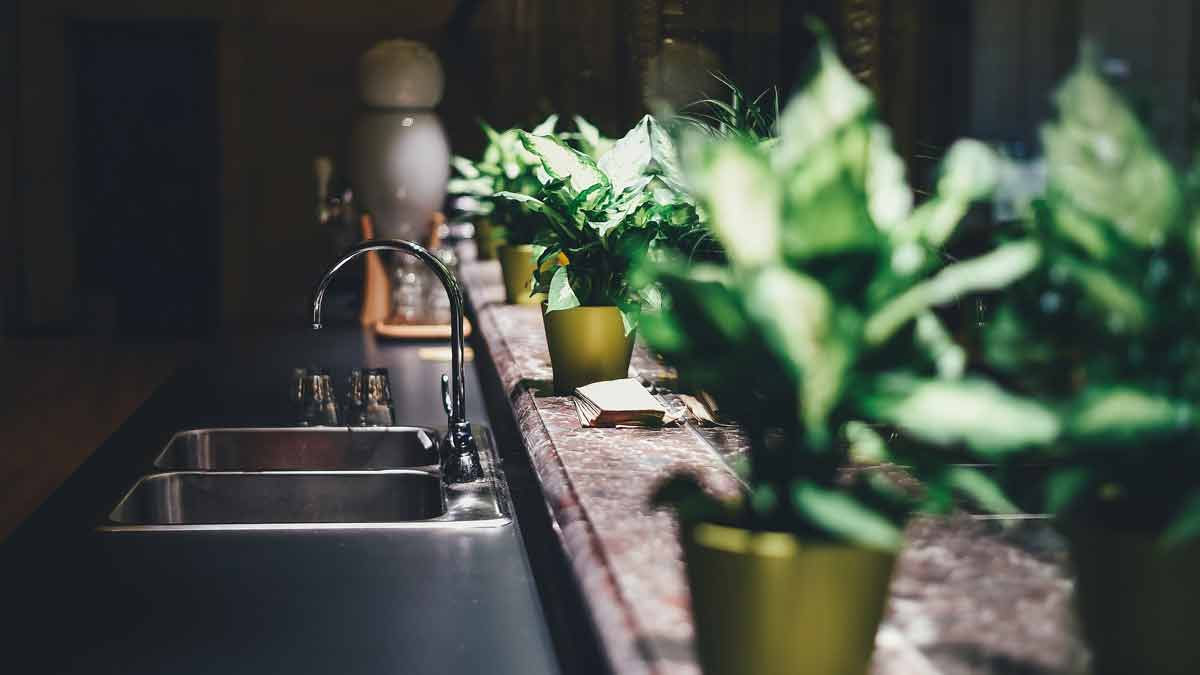 Watering Indoor Plants with Soft Water
