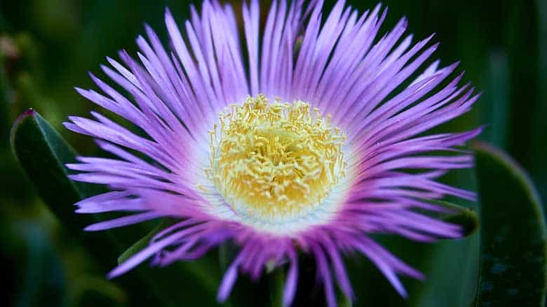 Carpobrotus modestus