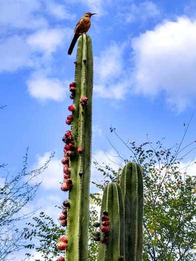 Cereus Peruvianus Fruit