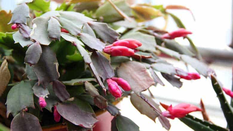 Christmas Cactus