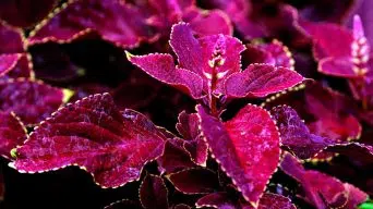 Coleus Curling Leaves