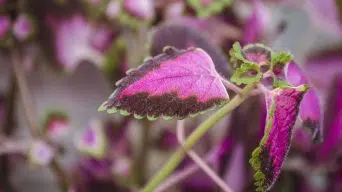 Coleus Drooping Leaves