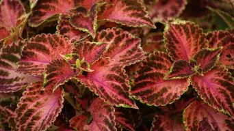 Coleus Leaves Dropping