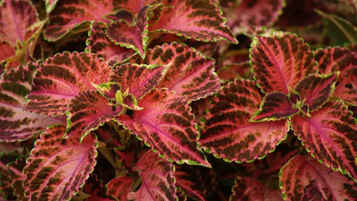Coleus Leaves Dropping