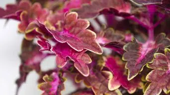 Coleus brown leaves