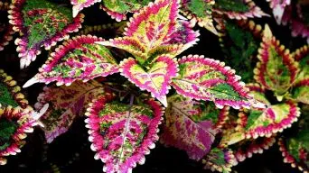 Coleus White Leaves