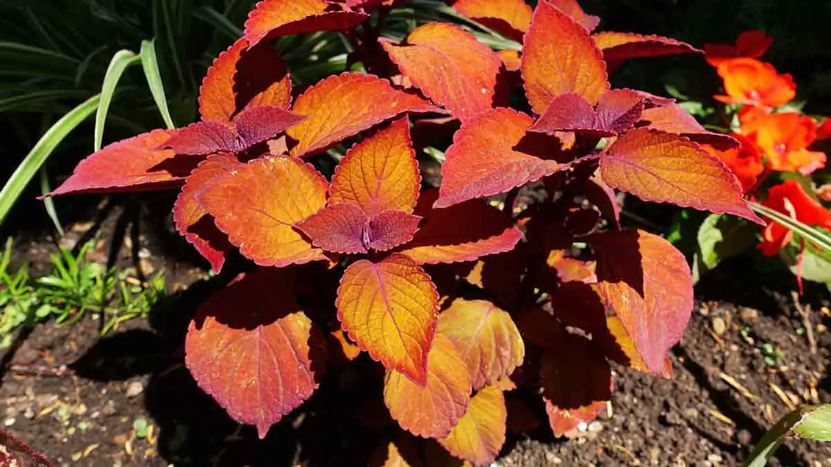 Coleus Yellowing Leaves