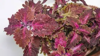 A Wilting Coleus