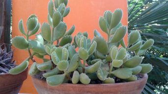 Caring for Cotyledon tomentosa subsp. ladismithiensis