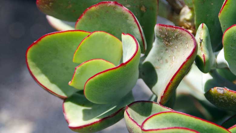 Cotyledon Mint Truffles Care And Propagation Guide