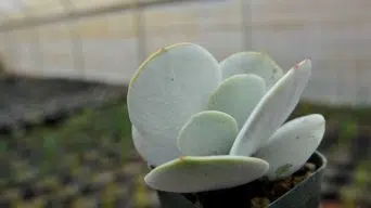 Caring for Cotyledon Orbiculata