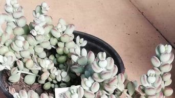 Caring for Cotyledon Pendens