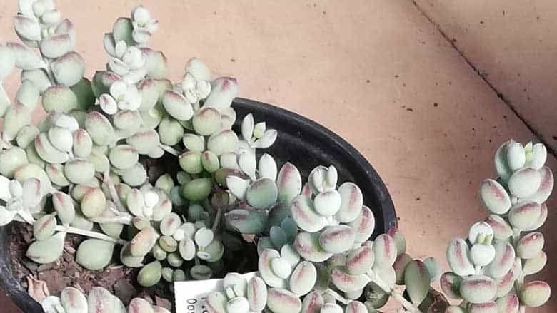 Cotyledon Pendens Care and Propagation