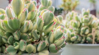 Caring for Cotyledon Tomentosa 'Bear's Paw'
