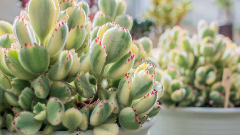 Cotyledon Tomentosa 'Bear's Paw' Care and Propagation