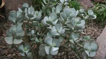 Caring for Crassula Arborescens