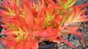 Caring for Crassula Campfire Care