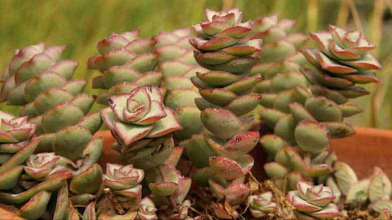 Crassula Perforata (String of Buttons)