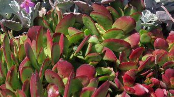 Caring for Crassula Platyphylla 'Burgundy'