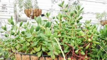 Caring for Crassula Rogersii