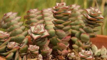 Caring for Crassula Rupestris