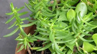 Caring for Crassula Tetragona