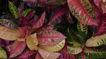 Croton Drooping Leaves