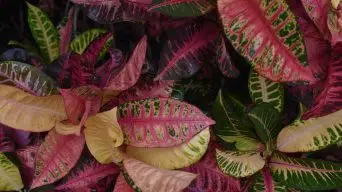 Croton Drooping Leaves