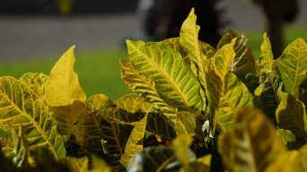 Croton Yellow Leaves