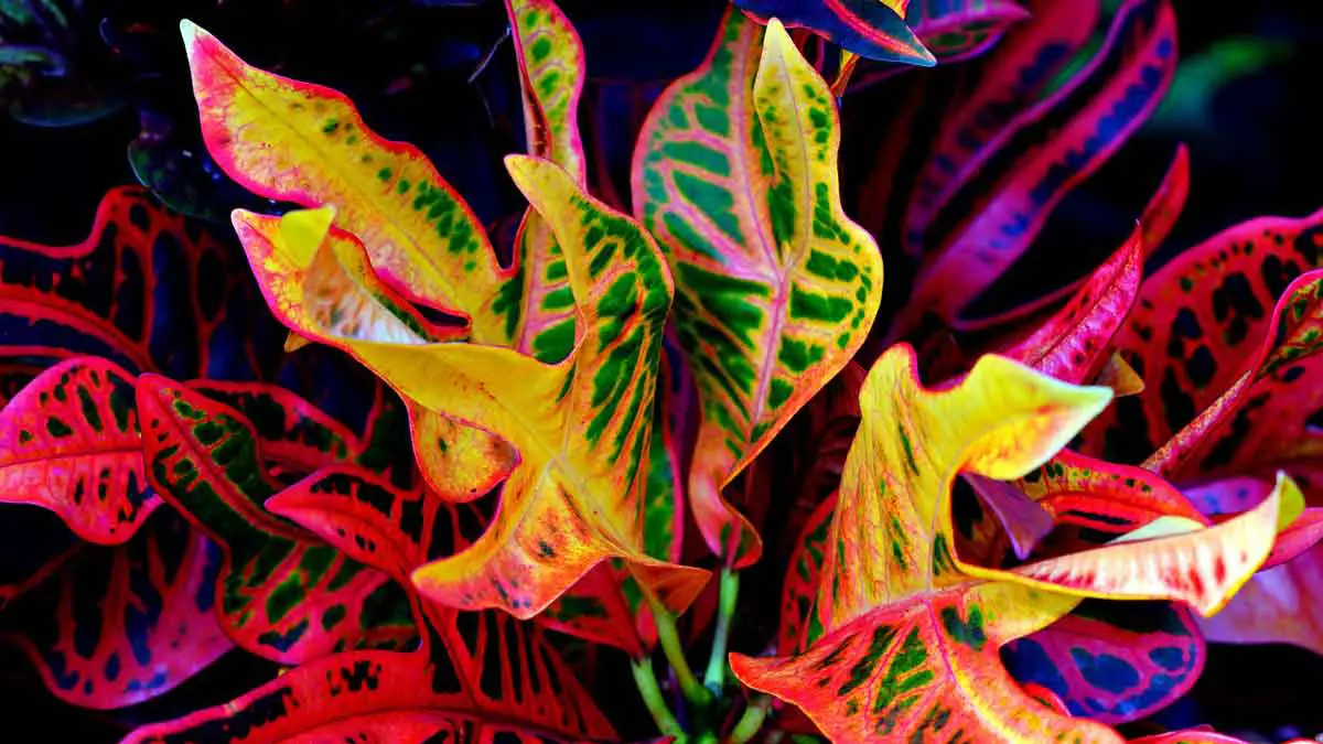 A Croton Plant that is Dying