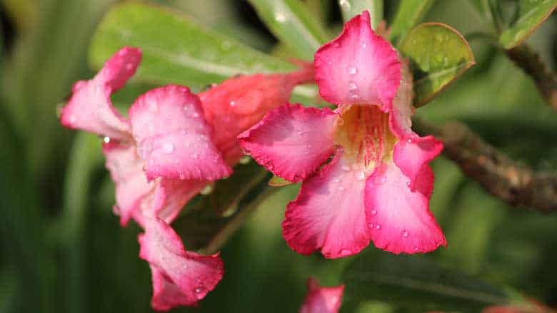 Adenium Obesum (Desert Rose)