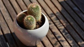 A Cactus on Direct Sunlight