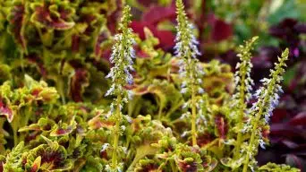 A Coleus Plant Flower