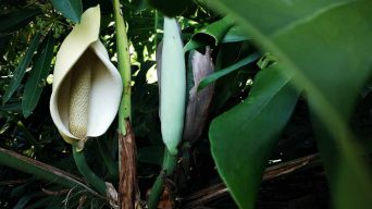 Monstera Flowers