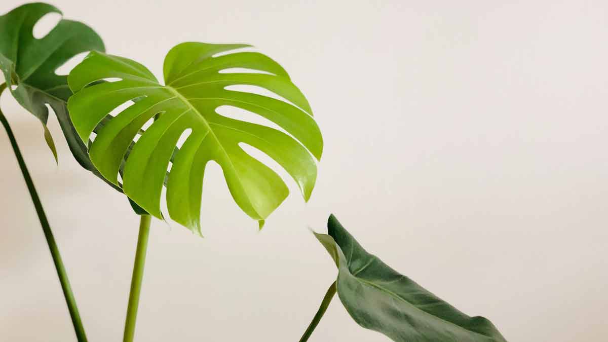 Monstera Plants and Humidity