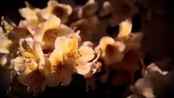 Rhododendron plant in shade