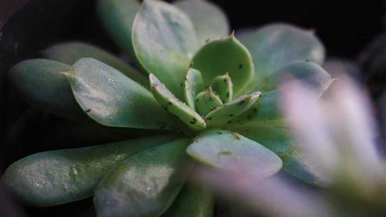 Succulents Attracting Bugs