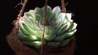 Succulents on Direct Sunlight